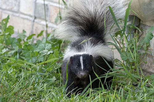 Secured Environments Pest and Wildlife Services - Handling Skunks Safely During Spring: Avoiding Bites and Disease