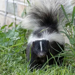 Handling Skunks Safely During Spring: Avoiding Bites and Disease - MA, RI Pest Prevention & Control Solutions