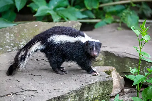 Secured Environments Pest and Wildlife Services - Skunk