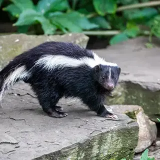 How to Prevent Winter Wildlife Intruders (A Focus on Skunks)