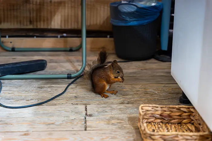 Secured Environments Pest and Wildlife Services - How to Prevent Squirrels From Returning After Removal