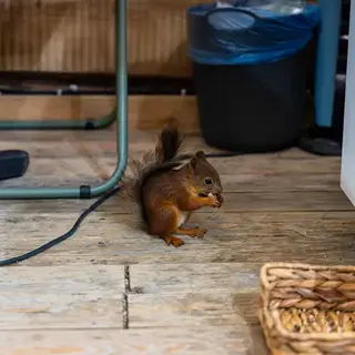 Late-Summer Squirrel Activity: What Homeowners Should Watch For - MA, RI Pest Prevention & Control Solutions