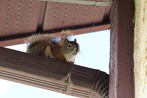 Secured Environments Pest and Wildlife Services - Squirrel