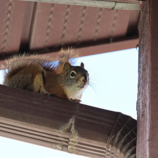 When Those Cute Squirrels Begin to Damage Your Home – There is a Humane Solution