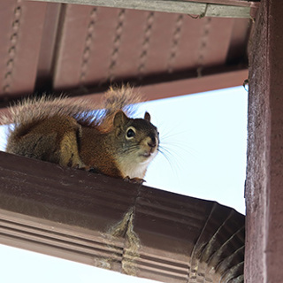 Squirrels in Your Attic? They Need to Move Out!