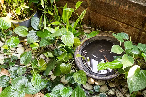 Secured Environment Pest and Wildlife Services - Mosquito-Free Outdoor Living Space