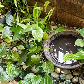 Setting Up a Mosquito-Free Outdoor Living Space