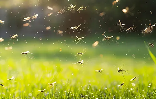 Secured Environments Pest and Wildlife Services - Swarm of mosquitoes in the lawn