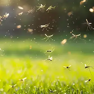 Your Landscaping Could Be Inviting Mosquitoes - Here’s How to Fix It