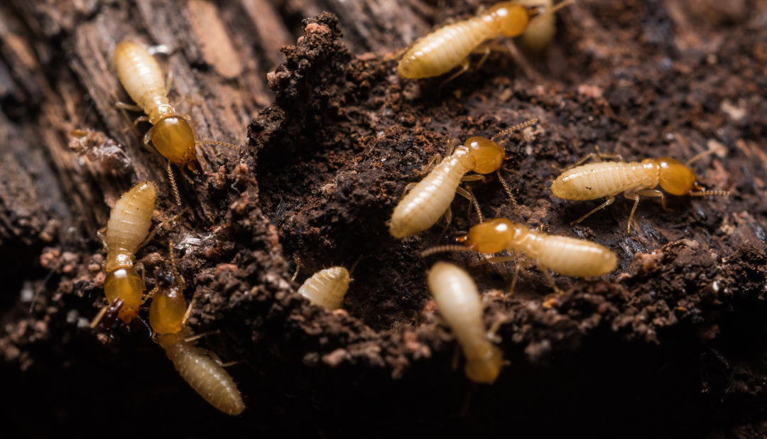 Termites - Termite Control Services