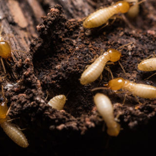 Termites Control Services: Inspections and Eradication Services