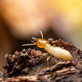 Termite Treatment Services: Essential for Healthy and Clean Living