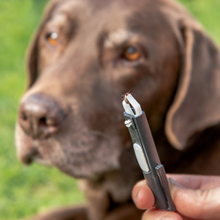 How To Protect You and Your Pets From Ticks
