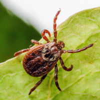 Ticks