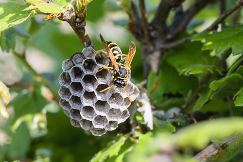 Secured Environments Pest and Wildlife Services - Wasp's Nest